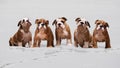 Dogs in the snow. Lots of cute English bulldog puppies. Winter snow
