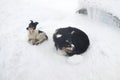 Dogs in the snowstorm mountains Royalty Free Stock Photo