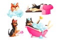 Dogs spa and grooming service, happy pet take bath