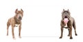 Dogs standing in front of a banner Royalty Free Stock Photo