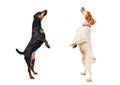 Dogs standing on hind legs looking up Royalty Free Stock Photo