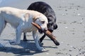 Dogs with Stick on the Beach Royalty Free Stock Photo