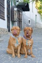 Dogs on the street Royalty Free Stock Photo
