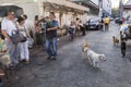 Dogs on the street of Bangkok Royalty Free Stock Photo