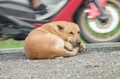 Dogs in the Street Royalty Free Stock Photo