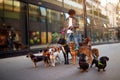 Dogs on the streets on leash with man professional dog walker Royalty Free Stock Photo