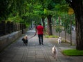 Dogs on the streets on leash with unidentified man professional dog walker