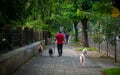 Dogs on the streets on leash with unidentified man professional dog walker