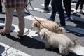Dogs on the streets of NYC Royalty Free Stock Photo