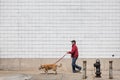 Dogs on the streets of NYC Royalty Free Stock Photo