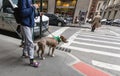 Dogs on the streets of NYC Royalty Free Stock Photo