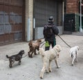 Dogs on the streets of NYC Royalty Free Stock Photo