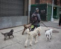 Dogs on the streets of NYC Royalty Free Stock Photo
