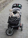 Dogs in stroller Royalty Free Stock Photo