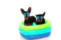 DOGS SUMMER VACATIONS. TWO PINSCHER SUNBATHING WITH COLORFUL AIR POOL ON HOLIDAYS. ISOLATED AGAINST WHITE BACKGROUND