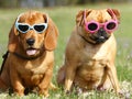 Dogs with Sunglasses Royalty Free Stock Photo