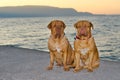 Dogs at the sunset pier