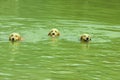 Dogs swimming Royalty Free Stock Photo