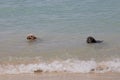 Dogs Swimming Royalty Free Stock Photo