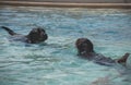 Dogs swimming. Royalty Free Stock Photo