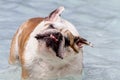 Dogs Swimming in Public Pool Royalty Free Stock Photo