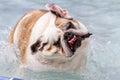 Dogs Swimming in Public Pool Royalty Free Stock Photo