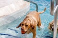 Dogs Swimming in Public Pool Royalty Free Stock Photo