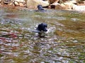 Dogs Swimming