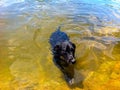 Dogs Swimming