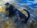 Dogs Swimming