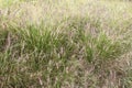 Dogs tail grass