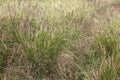 Dogs tail grass