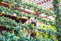 Dogs take a look at the strange house with tree cover.