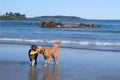 Dogs Teamwork to retrieve a toy at the Beach