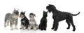 Dogs terriers Royalty Free Stock Photo