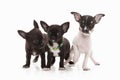 Dogs. Three Chihuahua puppies on white
