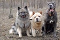 Dogs of three different breeds are sitting on the background of the forest