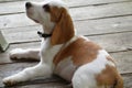 Beagle Tricolor Puppy is so Adorable
