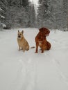 Dogs on trail in snow