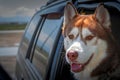Dogs travel by car. Attractive Siberian Husky dog enjoying the ride looks out of an open car window