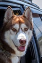 Dogs travel by car. Brown siberian Husky dog enjoying the ride looks out of an open car window