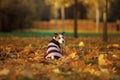 Dogs traveler. Autumn mood. Jack Russell Terrier sits in a sweater turning around . happy pets