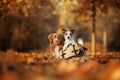 Dogs traveler. Autumn mood. red Nova Scotia Duck Tolling Retriever and a Jack Russell Terrier. happy pets together,