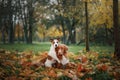 Dogs traveler. Autumn mood. red Nova Scotia Duck Tolling Retriever and a Jack Russell Terrier. happy pets together,