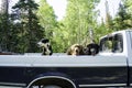 Dogs in truck old truck in the countryside road trip Royalty Free Stock Photo