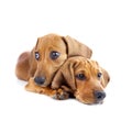 Dogs / Two cute Dachshund Puppies / Isolated