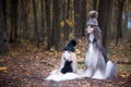 Dogs, Two funny, very cute Afghan hounds hats