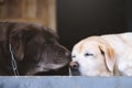 The dogs two sleeps waiting owner guard in front of the house. Royalty Free Stock Photo