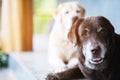 The dogs two sleeps waiting owner guard in front of the house Royalty Free Stock Photo