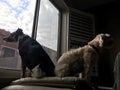 Dogs two window 2167 Royalty Free Stock Photo